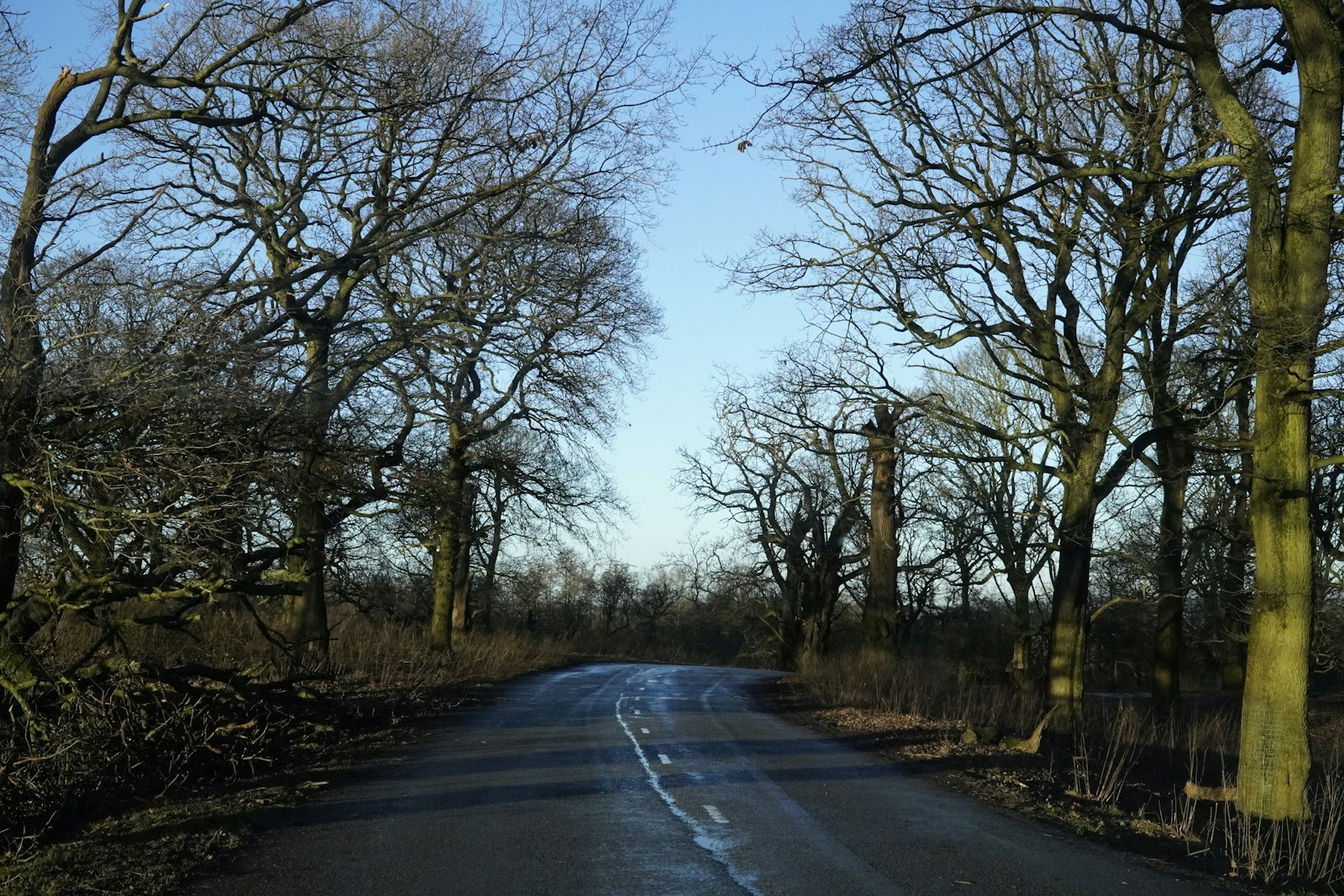 a road surrounded by trees with no leaves